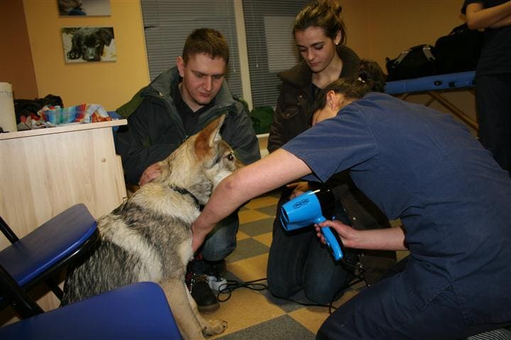 Gabinet rehabilitacji psów - Qumam - Szkolenia Psów Kraków