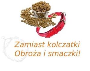 Read more about the article Zamiast Kolczatki – Obroża i Smaczki