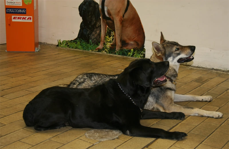 Zajęcia indywidualne dla psów - Qumam - Szkolenia Psów Kraków
